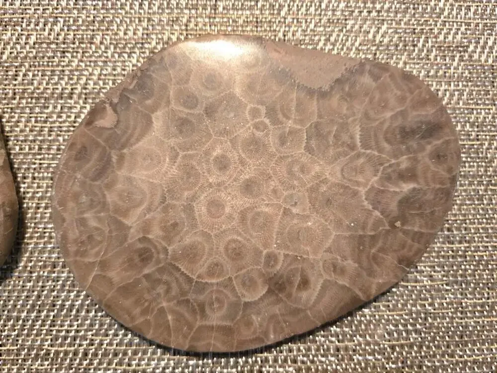 Set of 4 Polished Petoskey Stone Fossil Coral Drink Coasters with Cork Backing